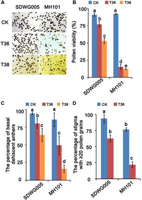 Transcriptomic Analysis Reveals Important Roles of Lignin and Flavonoid Biosynthetic Pathways in Rice Thermotolerance During Reproductive Stage